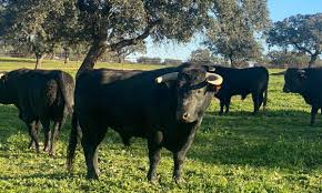 El Pacte no podrá esquivar la Ley para prohibir los toros en Baleares
