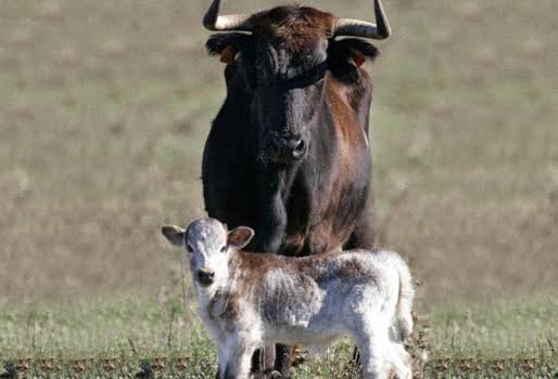 Los medios rectifican: no existe la tradición de matar a la familia del toro que acaba con la vida de un torero