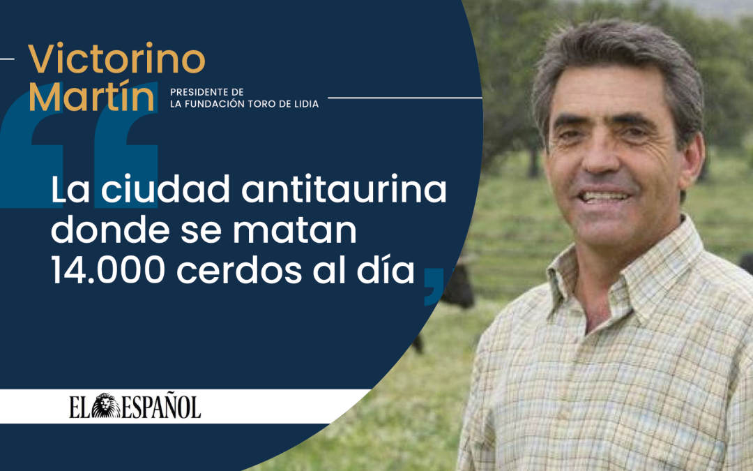La ciudad antitaurina donde se matan 14.000 cerdos al día